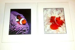 Clownfish Photographs By Mike Bacon, 5×7 In 8×10 Mat Pair