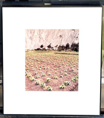 Alta Tingle Framed Botanical Farm Field Landscape Photograph 20″ SF Fine Art 90s