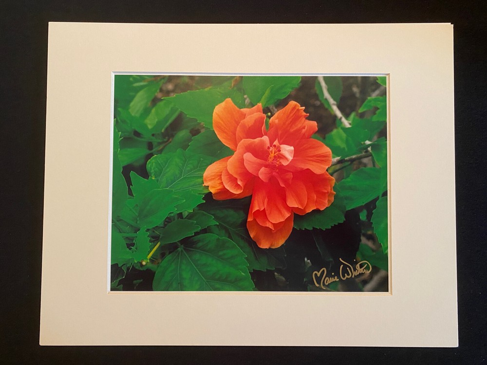 11 X 14 Matted Photo – signed by photographer Marie Whitton – Orange Hibiscus
