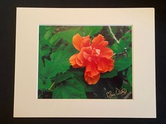 11 X 14 Matted Photo – signed by photographer Marie Whitton – Orange Hibiscus
