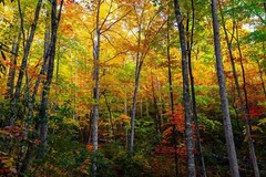 Trees with Fall Color in Great Smoky Mountains Tennessee Photography Print