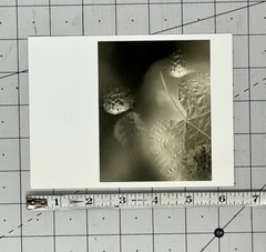 Gary Schneider (b. 1954) Art Announcement Card- Botanicals – 2001 Chicago