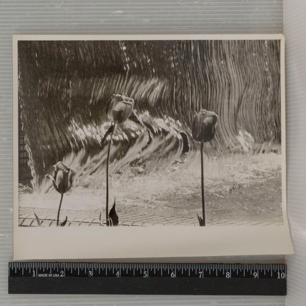 Vtg Black and White Tulip Water Fountain Photograph 8×10 Silver Gelatin Print