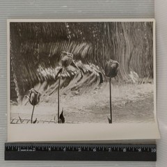 Vtg Black and White Tulip Water Fountain Photograph 8×10 Silver Gelatin Print
