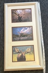 Signed Moose Nature Photography – Set of 3 Bull Moose 23×12 Frame 5×7 Pictures
