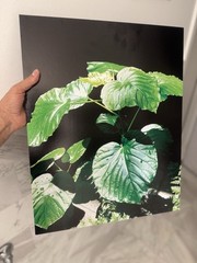 John Corey Photographer Boston “Garden corner Light” Original Print 20”x16”