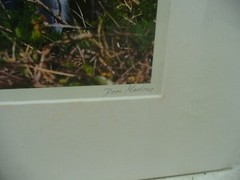 MATTED PHOTOGRAPHY Great Blue in Paynes Prairie by Dom Martino 16×20