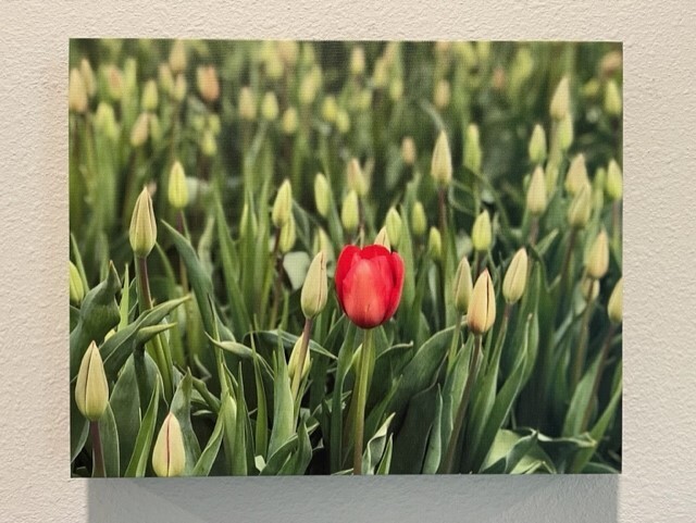 art flowers tulips tulip festival Washington fields nature landscape