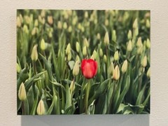 art flowers tulips tulip festival Washington fields nature landscape