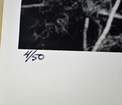 HUGO WESSELS VINTAGE HAND SIGNED 1972 SILVER GELATIN PHOTOGRAPH NUMBERED OSPREY