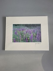 Photography Print By John T Slonina Matted 8×10 Field Of Lupine Flowers