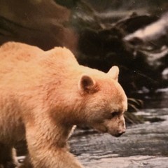 (3)Signed Tom Soucek Polar Bear Cub Photograph Anchorage Alaska (2) Walker/Bushu