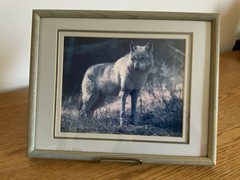 Framed Wolf Photo Print James T Jones Glass and Triple Matting 12” x 15”