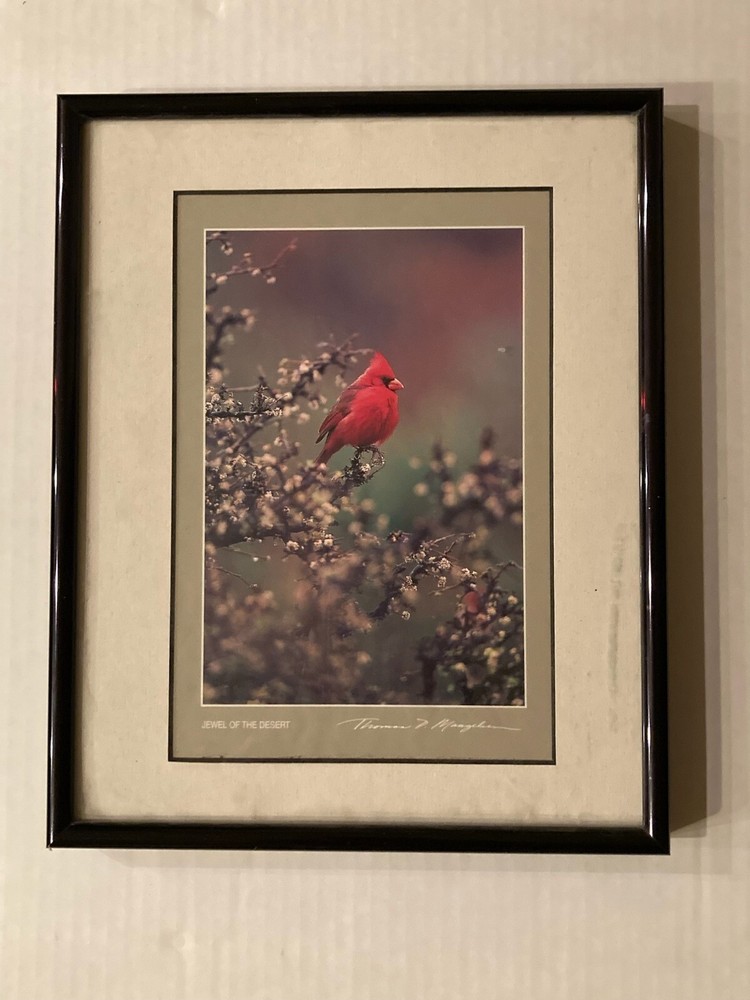 Thomas Mangelsen Jewel of the Desert Cardinal Framed Photography