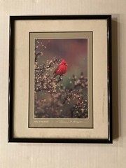 Thomas Mangelsen Jewel of the Desert Cardinal Framed Photography