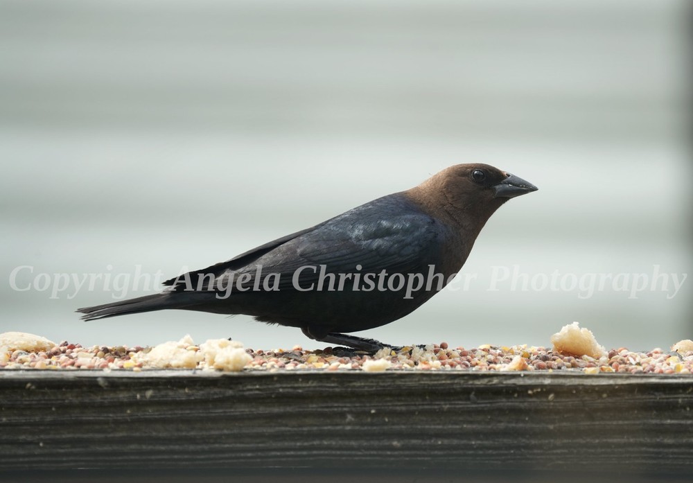 Original ACEO photo fine art print 2.5 x 3.5 inches BROWN-HEADED COWBIRD black