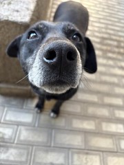 Dog Digital Image Picture Photo Wallpaper Background Desktop Art