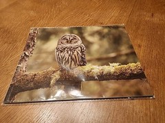 Set Of 3 Owl Prints Signed By The Artist Jace Stenerson