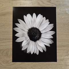 Black & White Botanical Flower Art Photograph Portrait – Nature, Floral Theme