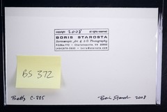 Boris Starosta 3D Stereoview – Betty C 325 – nude model signed 2008 #372