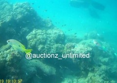 Digital Image Picture Photo Pic Andaman India underwater coral life scuba AND100