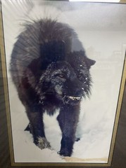 Tom Mussehl Lobo Love Wildlife “MAKE MY DAY” Wolf Photo Print w/ Name Plate