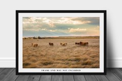 Cows in Tall Prairie Grass Texas Western Farm Ranch Cattle Photography Print