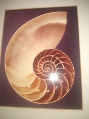 William A. Conklin X-Ray & Color Photo Diptych Chambered Nautilus