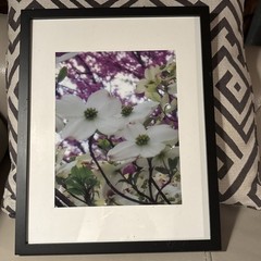 Nature photograph framed. color photograph, flowers, framed and matted. Dogwood