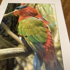 RonRLR-Design Photographs Print By Gerry M Bayles Tropical Bird Ready To Frame