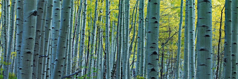 Peter Lik «Endless Birches» Birch Trees Photograph 163/950