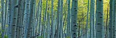 Peter Lik «Endless Birches» Birch Trees Photograph 163/950