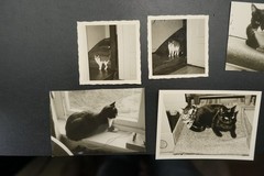 Photo Portrait Young Cat Pet Kitten House Tiger Child Baby Bundle Lot Old