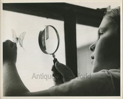 Boy examining a butterfly vintage lepidopterology science insect art photo