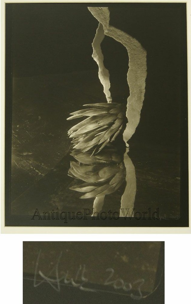 Bloom hanging flowers plants contemporary art still life photo by Josef Hnik