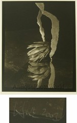 Bloom hanging flowers plants contemporary art still life photo by Josef Hnik
