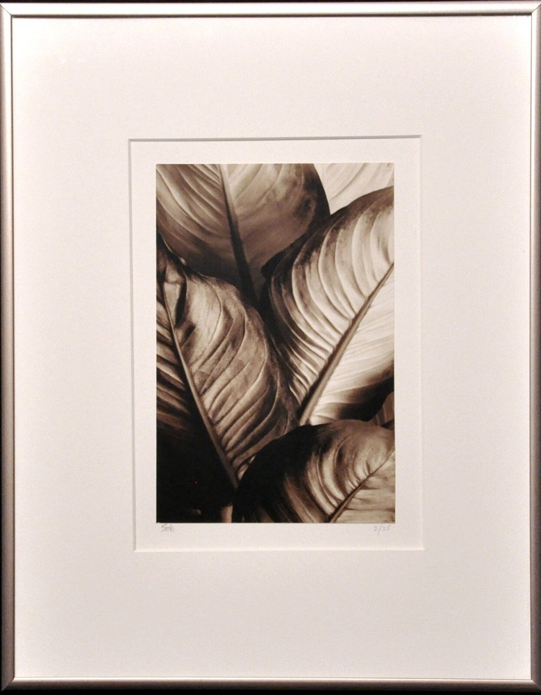 Steven Michael Bogdonas | «Leaves # I » (2002) Original Hand-Printed Photo