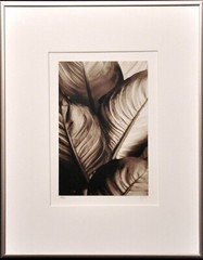 Steven Michael Bogdonas | «Leaves # I » (2002) Original Hand-Printed Photo