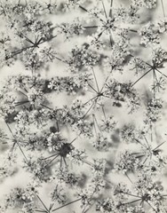 1939 Original Dieter Keller Botanical Flower Blooms Garden Vintage Photo Gravure