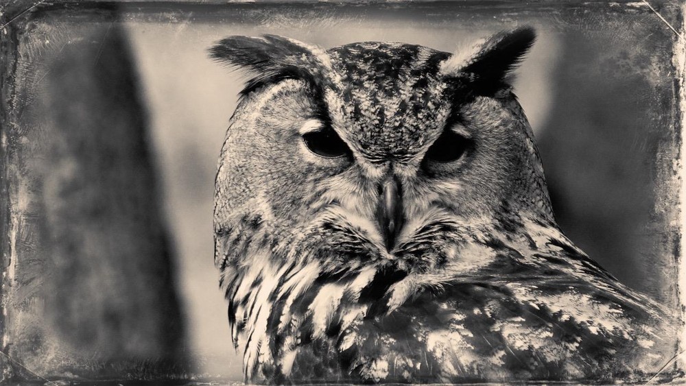 Wise Ol Owl J Edwards Original Art Tintype Limited Series From Artist C001