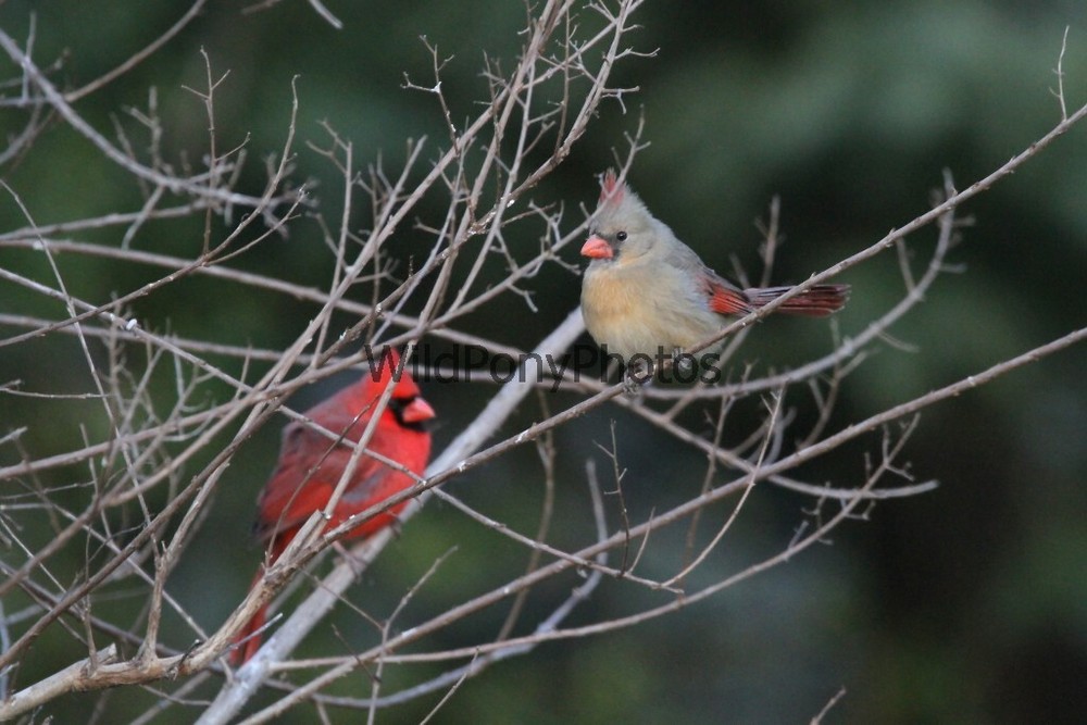 Cardinal Photo, Pick One Image – Various Sizes