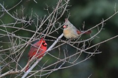 Cardinal Photo, Pick One Image – Various Sizes