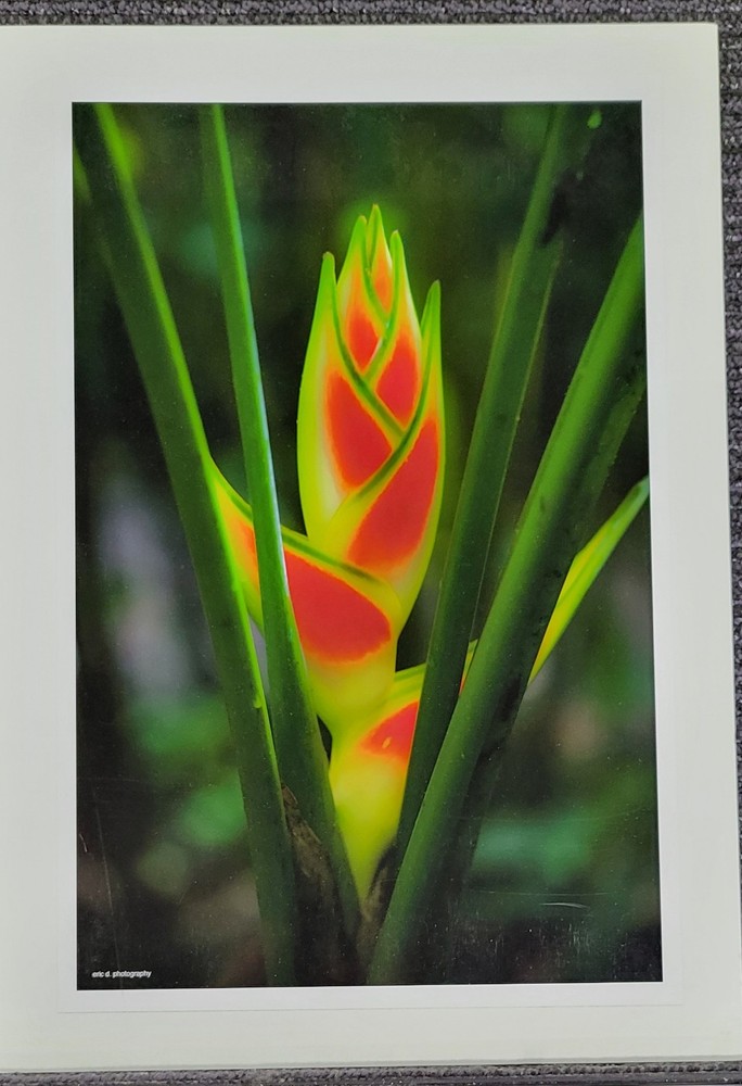 “Flower – Costa Rica” – Erid D. Photography – Vivid Nature in Bloom – 11.5″ × 18