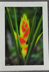 “Flower – Costa Rica” – Erid D. Photography – Vivid Nature in Bloom – 11.5″ × 18