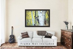 Mule Deer Photography Print: Colorado Wildlife Aspen Trees Autumn Animal Photo