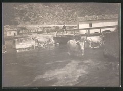 38 photographs Rome / Italy, bear guide, goat tuner, costumes, country & people, S