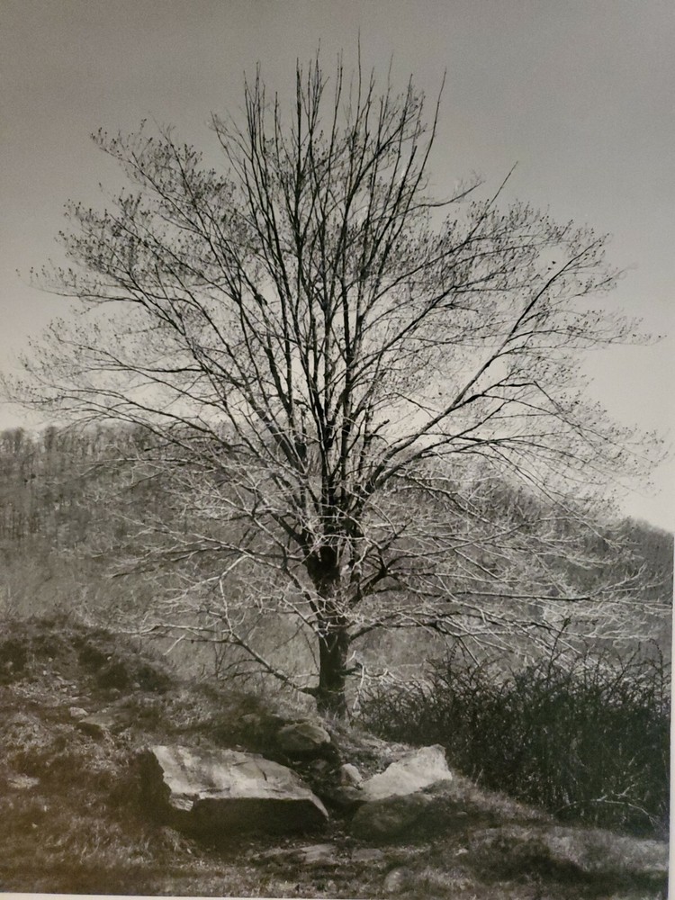 TOUCH OF SPRING LARGE ORIGINAL SIGNED ART PHOTO B&W STETTNER VTG MATTE NJ CAMERA