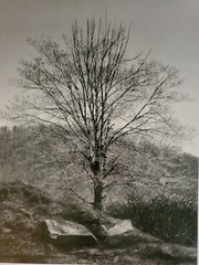 TOUCH OF SPRING LARGE ORIGINAL SIGNED ART PHOTO B&W STETTNER VTG MATTE NJ CAMERA