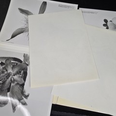 Irving Penn Flowers Press Release With Photos