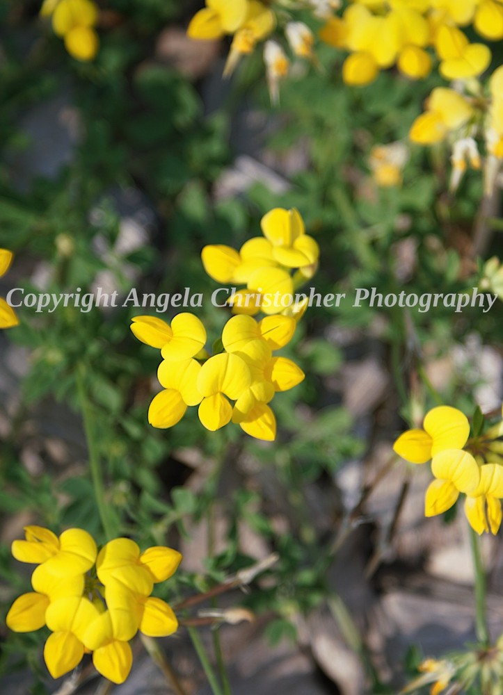 Original ACEO photo fine art print 2.5 x 3.5″ BIRD’S-FOOT TREFOIL flower yellow